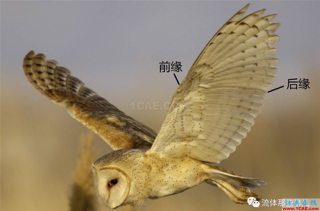 萌萌的貓頭鷹背后的故事:寂靜殺手讓我們學(xué)到流體力學(xué)的秘密fluent培訓(xùn)的效果圖片3